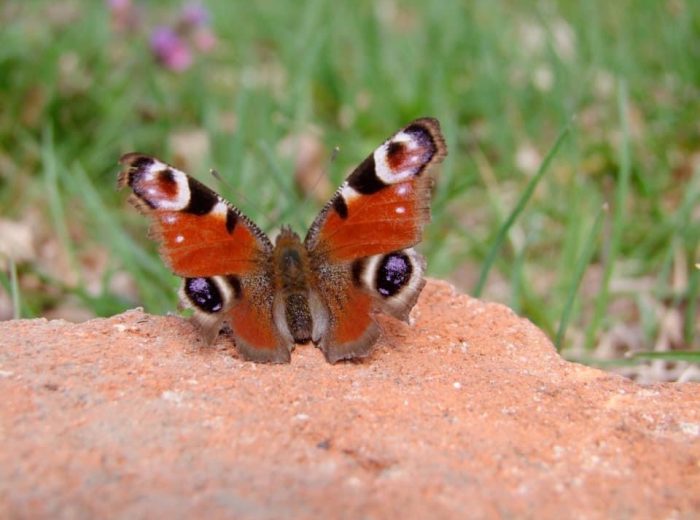 papillon paon du jour symbole de transformation d'élévation et de résilience posé sur une brique dans un jardin